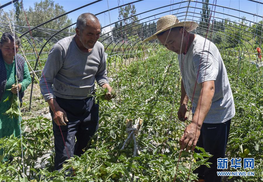 （社会）（1）新疆：蔬菜拱棚助脱贫