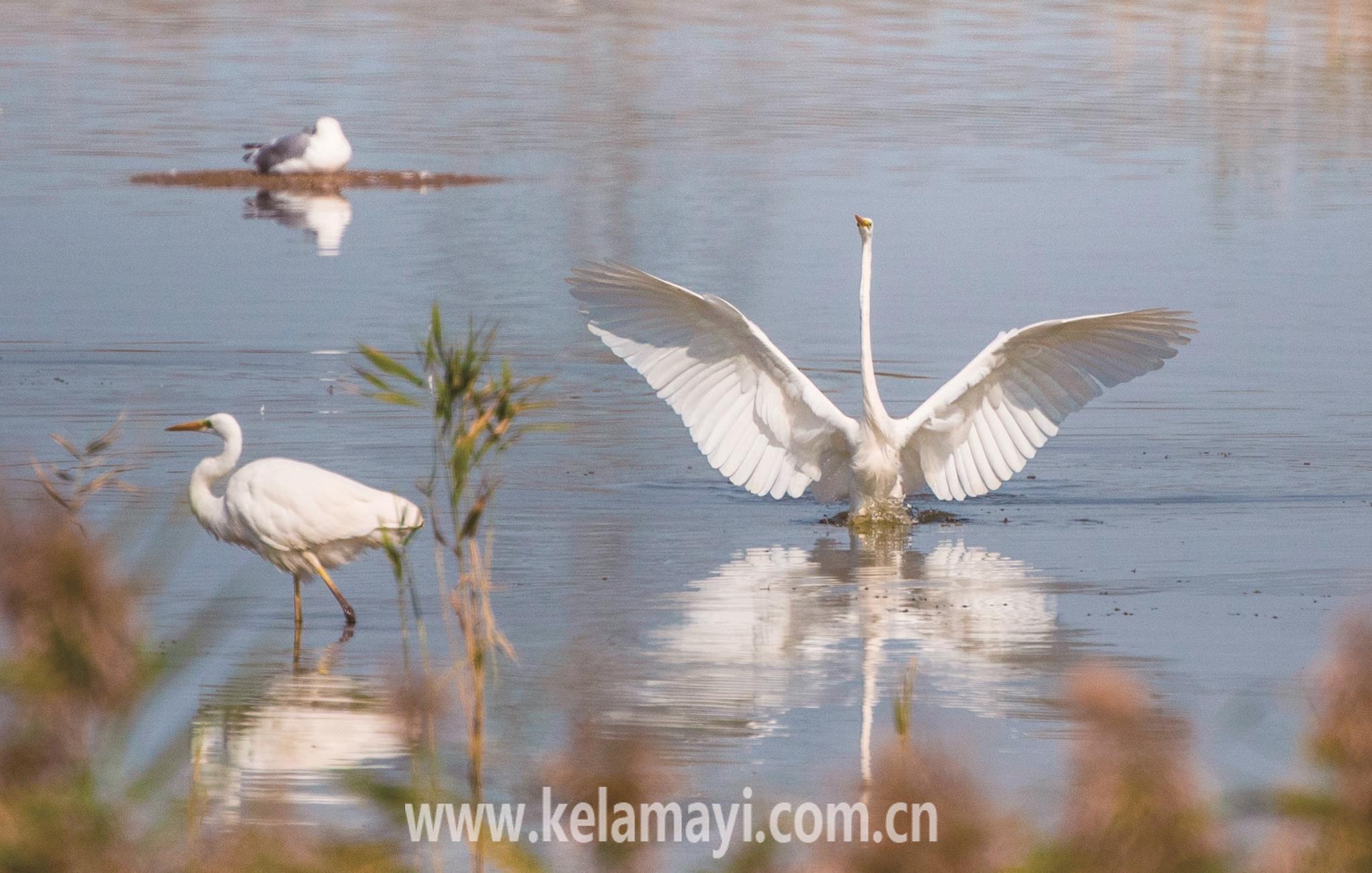 群鸟竞飞，数万只候鸟在云南丽江拉市海湿地过年啦！ _www.isenlin.cn